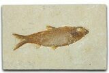 Detailed Fossil Fish (Knightia) - Wyoming #330786-1